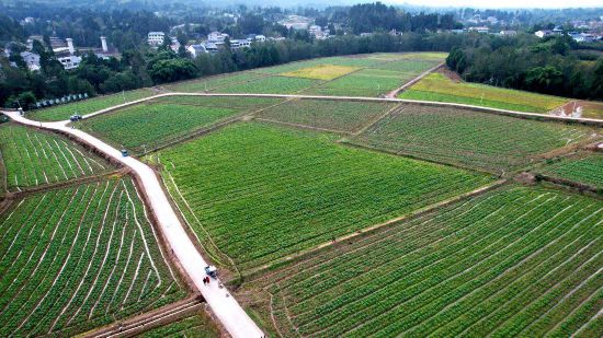 四川营山：干群携手绘就乡村振兴新图景(图1)