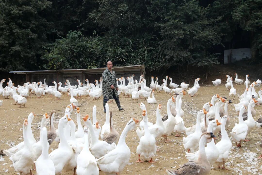 凯发国际：贵州锦屏：踔厉奋发谱华章砥砺前行结硕果(图2)